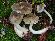 Tricholoma viridilutescens