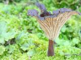 Faerberia carbonaria 