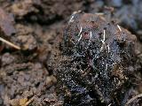 Xylaria carpophila