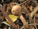 Tulostoma armillatum