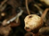 Tulostoma armillatum