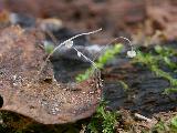 Mycena mucor 