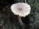 Lichenomphalia umbellifera