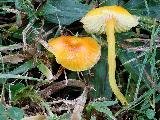 Hygrocybe glutinipes