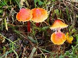 Hygrocybe mucronella