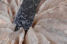 detail připojení lupenů ke třeni