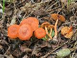 Cortinarius uliginosus 