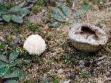 Lycoperdon pratense 