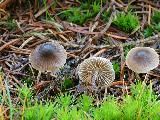 Mycena septentrionalis 