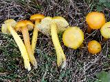 Hygrocybe chlorophana 