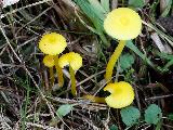 Hygrocybe ceracea 