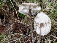 Tephrocybe palustris