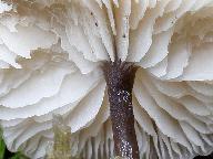Tephrocybe palustris 