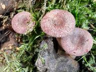Lactarius lilacinus
