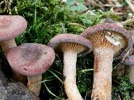 Lactarius lilacinus