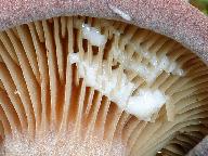 Lactarius lilacinus