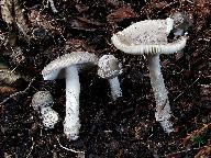 Amanita friabilis 