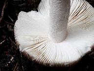 Amanita friabilis 