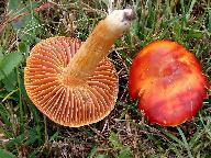 Hygrocybe punicea 