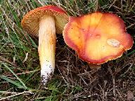 Hygrocybe punicea