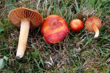 srovnání H. punicea (2 plodnice vlevo) a H. coccinea (2 plodnice vpravo)