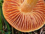 Hygrocybe punicea 