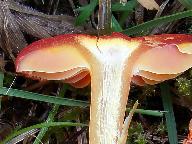 Hygrocybe coccinea 