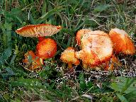 Hygrocybe coccinea