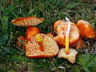 Hygrocybe coccinea