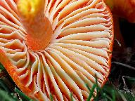 Hygrocybe coccinea