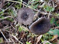 Entoloma incarnatofuscescens 