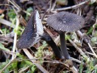 Entoloma incarnatofuscescens