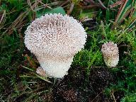 Lycoperdon caudatum