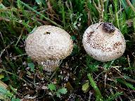 Lycoperdon caudatum