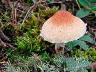 Lepiota oreadiformis