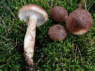 Tricholoma imbricatum