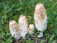Coprinus comatus