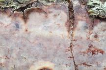 detail hymenoforu