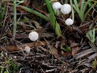 Marasmius anomalus 