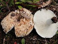 Russula delica