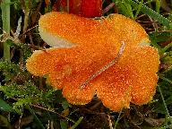 Hygrocybe intermedia 