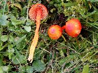 Hygrocybe mucronella