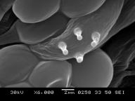SEM 6000x