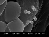 SEM 7000x