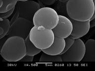 SEM 4500x