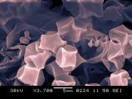 SEM 3700x, kolorováno