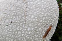detail exoperidie