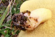 růžové mycelium na bázi třeně