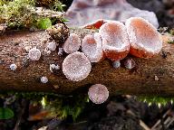 Auricularia auricula-judae 