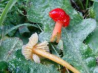 Hygrocybe subpapillata 